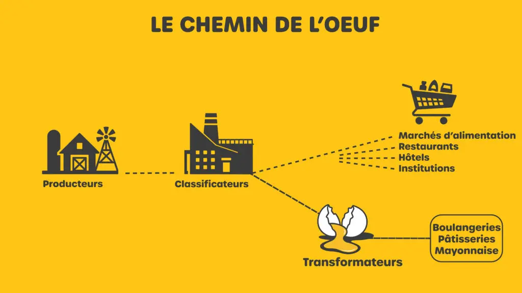 La Fédération des producteurs d'oeufs du Québec présente un site web dans lequel quatre vidéos présente le chemin de l'oeuf de la ferme au marché d'alimentation.