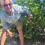 Martha Burke, propriétaire de Camellia Groves,une entreprise spécialisée dans la culture de citron sans pépin appelée Harvey.