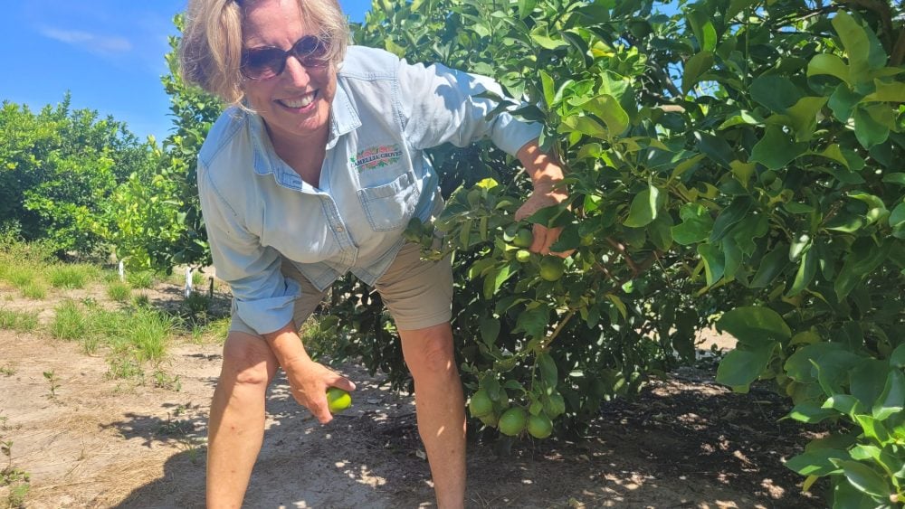 Martha Burke, propriétaire de Camellia Groves,une entreprise spécialisée dans la culture de citron sans pépin appelée Harvey.