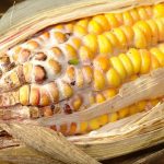 Fiche technique pour la prévention des mycotoxines dans le maïs-grain