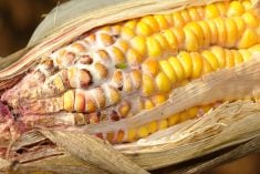 Fiche technique pour la prévention des mycotoxines dans le maïs-grain