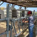 Visite d’une pouponnière de veaux laitiers extérieure