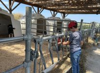 Visite d’une pouponnière de veaux laitiers extérieure