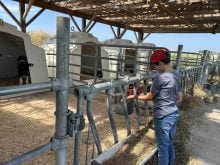 Visite d’une pouponnière de veaux laitiers extérieure