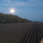 Gertrude qui récolte sous l’œil averti de la pleine lune des moissons.