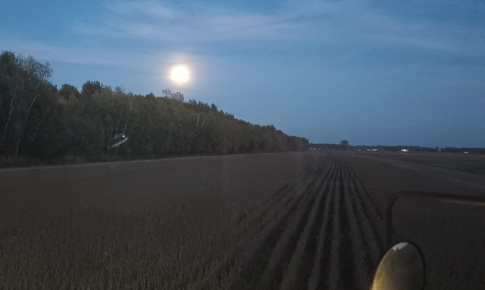 Gertrude qui récolte sous l’œil averti de la pleine lune des moissons.