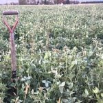 Couvert de trèfle bien réussi semé par drone tôt ce printemps. On laisse tout ça vivant en surface et on fait une défoliation sept jours avant le semis.