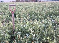 Couvert de trèfle bien réussi semé par drone tôt ce printemps. On laisse tout ça vivant en surface et on fait une défoliation sept jours avant le semis.