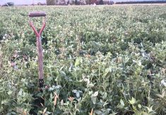 Couvert de trèfle bien réussi semé par drone tôt ce printemps. On laisse tout ça vivant en surface et on fait une défoliation sept jours avant le semis.