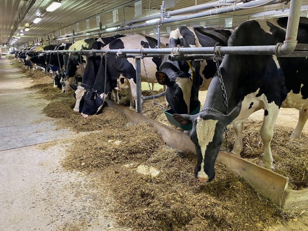 Les fermes laitières ont maintenant accès à un nouvel antibiotique ayant un court temps de retrait pour le lait.