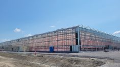 La construction de sa première serre n’a pas été de tout repos pour Vegpro. Malgré un échéancier serré, une préparation du terrain difficile et des coûts de construction qui montent toujours en flèche, l’apprentissage d’un nouveau système de production, l’entreprise a relevé le défi et a pu compter sur une équipe d’agronomes chevronnés.