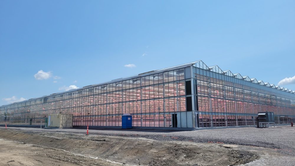 La construction de sa première serre n’a pas été de tout repos pour Vegpro. Malgré un échéancier serré, une préparation du terrain difficile et des coûts de construction qui montent toujours en flèche, l’apprentissage d’un nouveau système de production, l’entreprise a relevé le défi et a pu compter sur une équipe d’agronomes chevronnés.