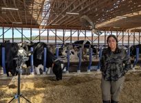 La chercheuse Kashfia Sailunaz enregistre les vocalisations des vaches à l'aide d'un microphone et d'un enregistreur pour comprendre leurs émotions.
