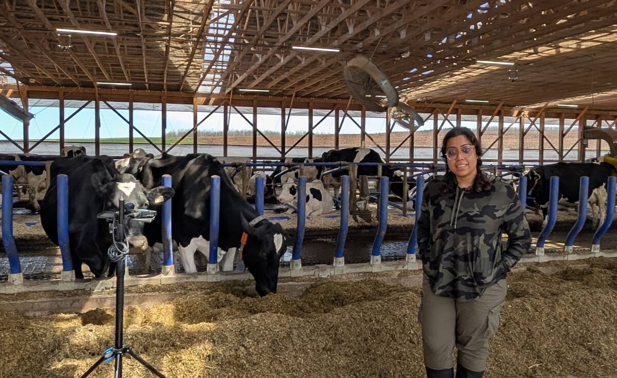 La chercheuse Kashfia Sailunaz enregistre les vocalisations des vaches à l'aide d'un microphone et d'un enregistreur pour comprendre leurs émotions.