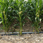 Aux États-Unis 17% de la production de maïs provient de surfaces irriguées.