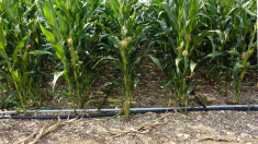 Aux États-Unis 17% de la production de maïs provient de surfaces irriguées.