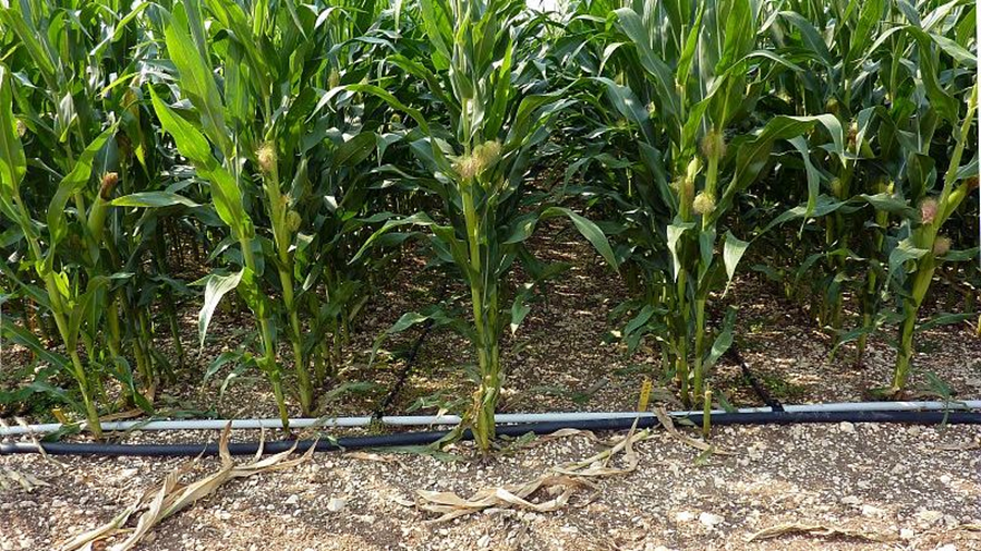Aux États-Unis 17% de la production de maïs provient de surfaces irriguées.