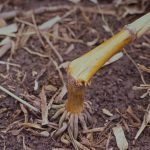 La verse tardive peut rendre la récolte difficile.