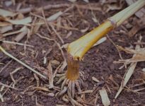 La verse tardive peut rendre la récolte difficile.