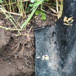 C'est le temps de faire des trous partout! Afin de comparer comment les racines se comportent pour ensuite planifier les interventions à venir.
Afin d'être prêt la prochaine fois ?