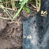 C'est le temps de faire des trous partout! Afin de comparer comment les racines se comportent pour ensuite planifier les interventions à venir. 
Afin d'être prêt la prochaine fois ?