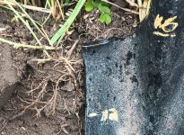 C'est le temps de faire des trous partout! Afin de comparer comment les racines se comportent pour ensuite planifier les interventions à venir. 
Afin d'être prêt la prochaine fois ? 