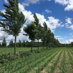 Les haies offrent des abris multiples aux ennemis naturels, en plus de les protéger du vent. Photo: Alain Cogliastro