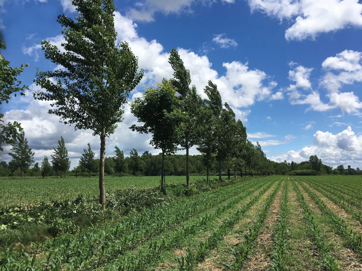 Les haies offrent des abris multiples aux ennemis naturels, en plus de les protéger du vent. Photo: Alain Cogliastro