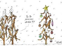 Maïs et neige en novembre