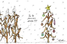 Maïs et neige en novembre