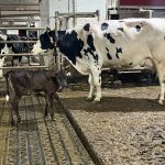 Le veau et sa mère sont ensemble durant les premiers mois de vie dans la stabulation libre. Marianne Amar et Mathieu Savoie adaptent l’information au robot pour les vaches qui ont un veau avec elles. 