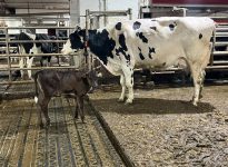 Le veau et sa mère sont ensemble durant les premiers mois de vie dans la stabulation libre. Marianne Amar et Mathieu Savoie adaptent l’information au robot pour les vaches qui ont un veau avec elles. 