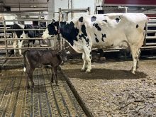 Le veau et sa mère sont ensemble durant les premiers mois de vie dans la stabulation libre. Marianne Amar et Mathieu Savoie adaptent l’information au robot pour les vaches qui ont un veau avec elles. 