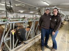 Simon Laflamme et Emmanuelle Vincent ont réalisé leur rêve de transformer leur étable en stabulation libre en remplaçant le troupeau Holstein par un troupeau Jersey.