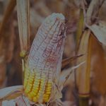 Fusarium sur l'épi.