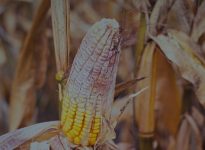 Fusarium sur l'épi.