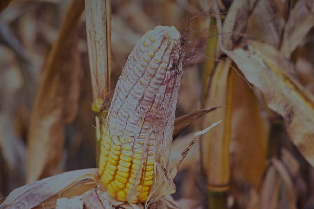 Fusarium sur l'épi.