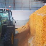 Les défis de la récolte de maïs 2025