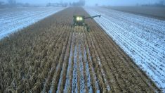 Photo par Jean-François Ridel, Ferme Ridel, Montérégie-Centre/Sud