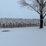 Champ de maïs chez Yanick Beauchemin au matin du 11 novembre.