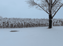 Champ de maïs chez Yanick Beauchemin au matin du 11 novembre.