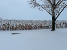 Champ de maïs chez Yanick Beauchemin au matin du 11 novembre.