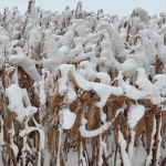 Avez-vous manqué ces articles?