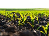 Jeunes plants de maïs grain