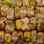 L’éclatement des grains les rend plus sensibles à la germination sur épi.