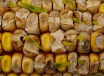 L’éclatement des grains les rend plus sensibles à la germination sur épi.