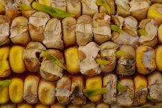 L’éclatement des grains les rend plus sensibles à la germination sur épi.