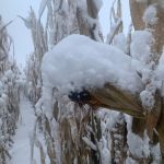 Photo: Maryse Proulx, Ferme Las Vacas, Centre-du-Québec