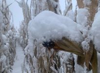 Photo: Maryse Proulx, Ferme Las Vacas, Centre-du-Québec