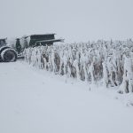 Mes épaules sont aussi lourdes que le champ de maïs. Ce n'est pas la première fois que ça nous arrive. On sait que le beau temps va revenir. En attendant, ça gruge nos énergies. Pendant que tous les travaux de nettoyage de fin de saison retardent.